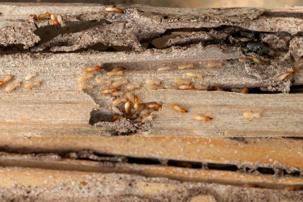 Best Pest Prevention Services  in Monongahela, PA